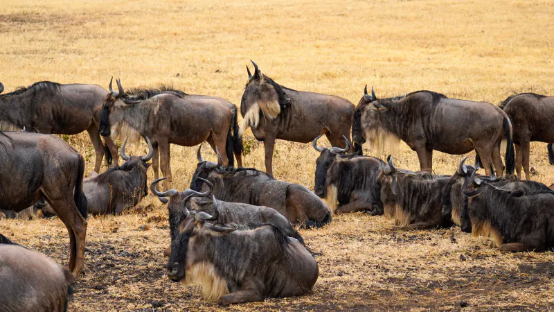 7 Days Great Migration Discovery Tanzania Safari Adventure
