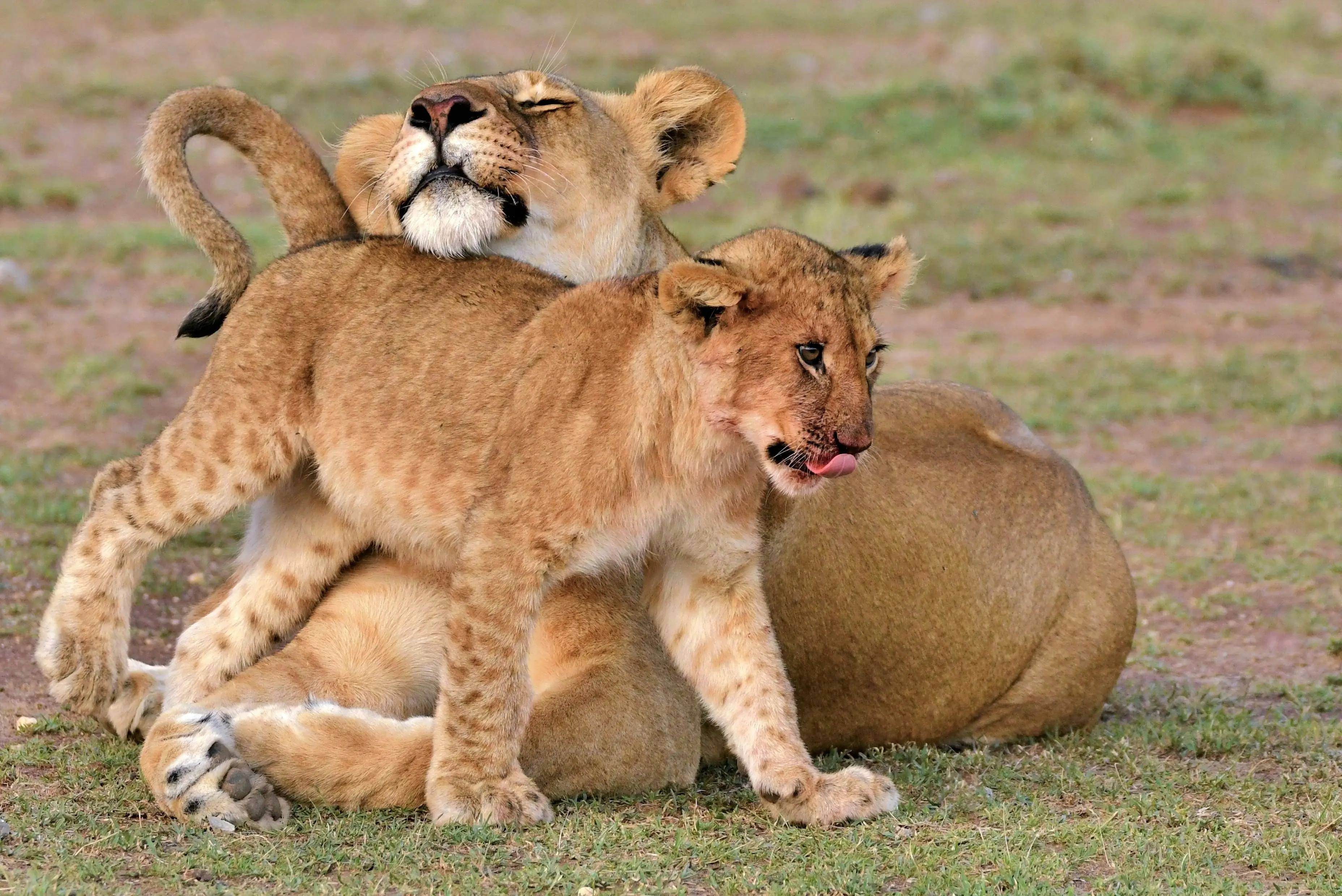 2-Day Fly-in Big Five Safari