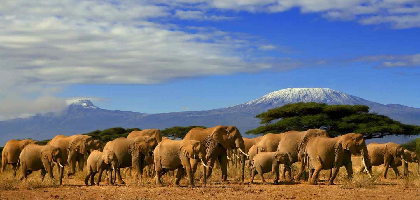 8 Days- Amboseli, L.Naivasha, L. Nakuru, Masai Mara Safari