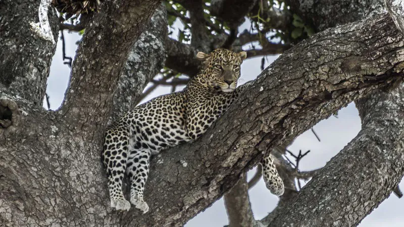 5 day - Tanzania Lion King Safari - Semi luxury