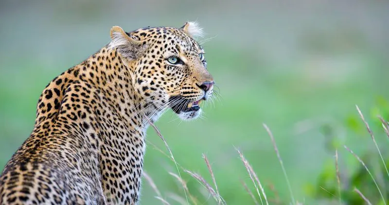 5 Day Memorable Safari