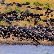 3 days-Explore Tarangire National Park, Ngorongoro Crater and Lake Manyara National Park.