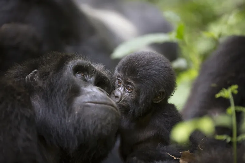 3-Days of Uganda Gorilla Safari