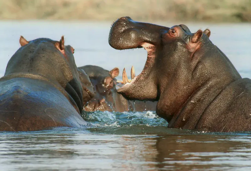 4Days_3 Nights_Luxury_Manyara_ Serengeti_Ngorongoro_Tarangire