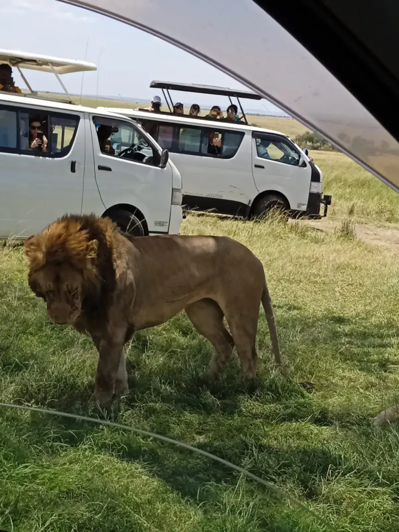 11- Days Mara-Nakuru-Amboseli-Tarangire-Serengeti & Ngorongoro Epic Safari