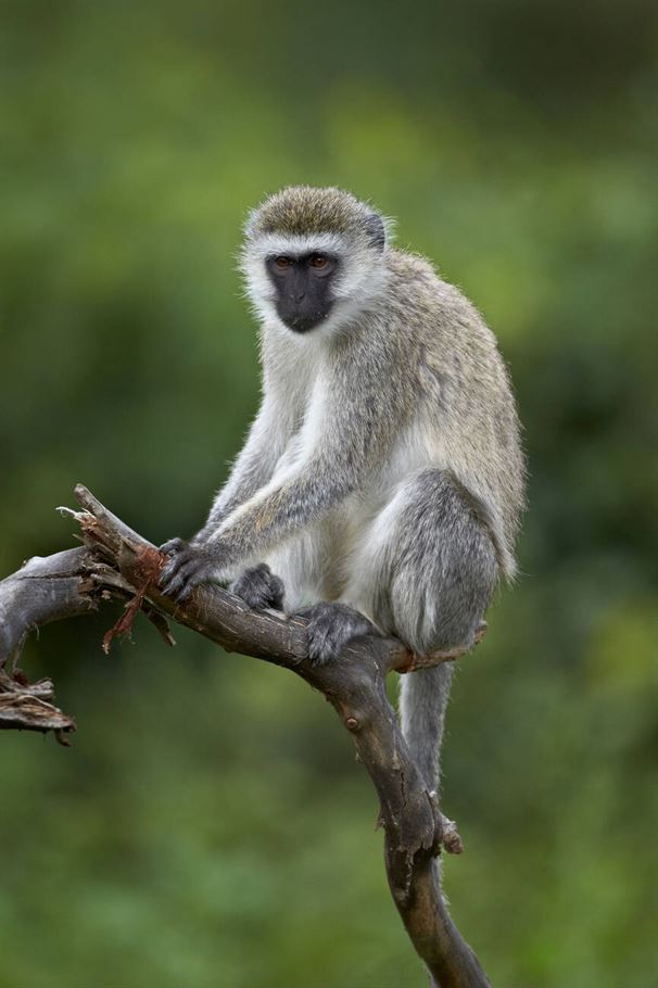 5-Day Best Northern Tanzania Luxury Safari