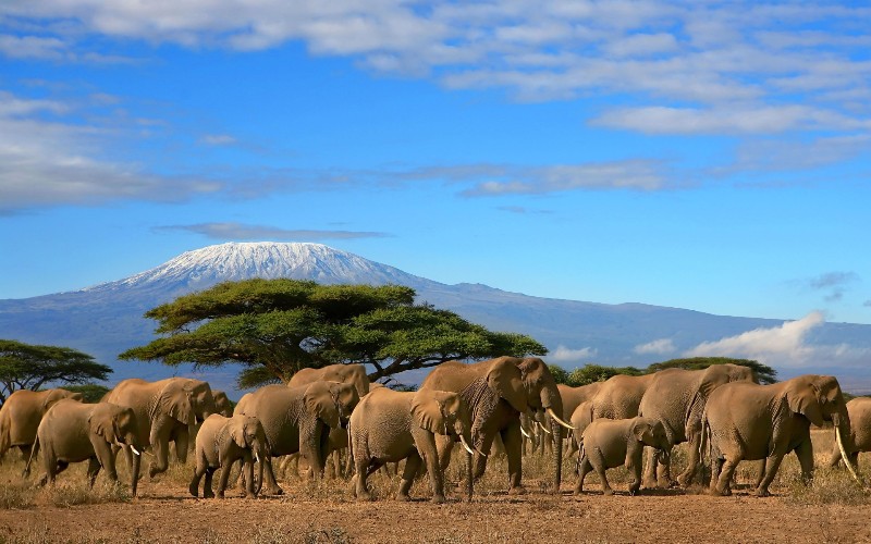 Wild Wonders & Kilimanjaro Vistas: 6-Day Mara • Nakuru • Amboseli Safari