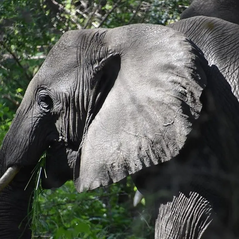 5Day - Nyerere NP, Mikumi NP and Udzungwa Mountains Hiking at Sanje Waterfalls