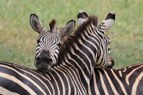 Southern Tanzania Hidden Gems – 5 Days Safari