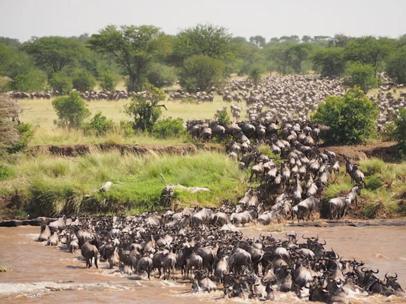5 - Day Enjoy Crossing Mara River in Northern Serengeti