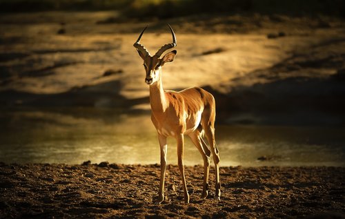 9 Days Mid-range Tanzania Safari + Cultural Experience
