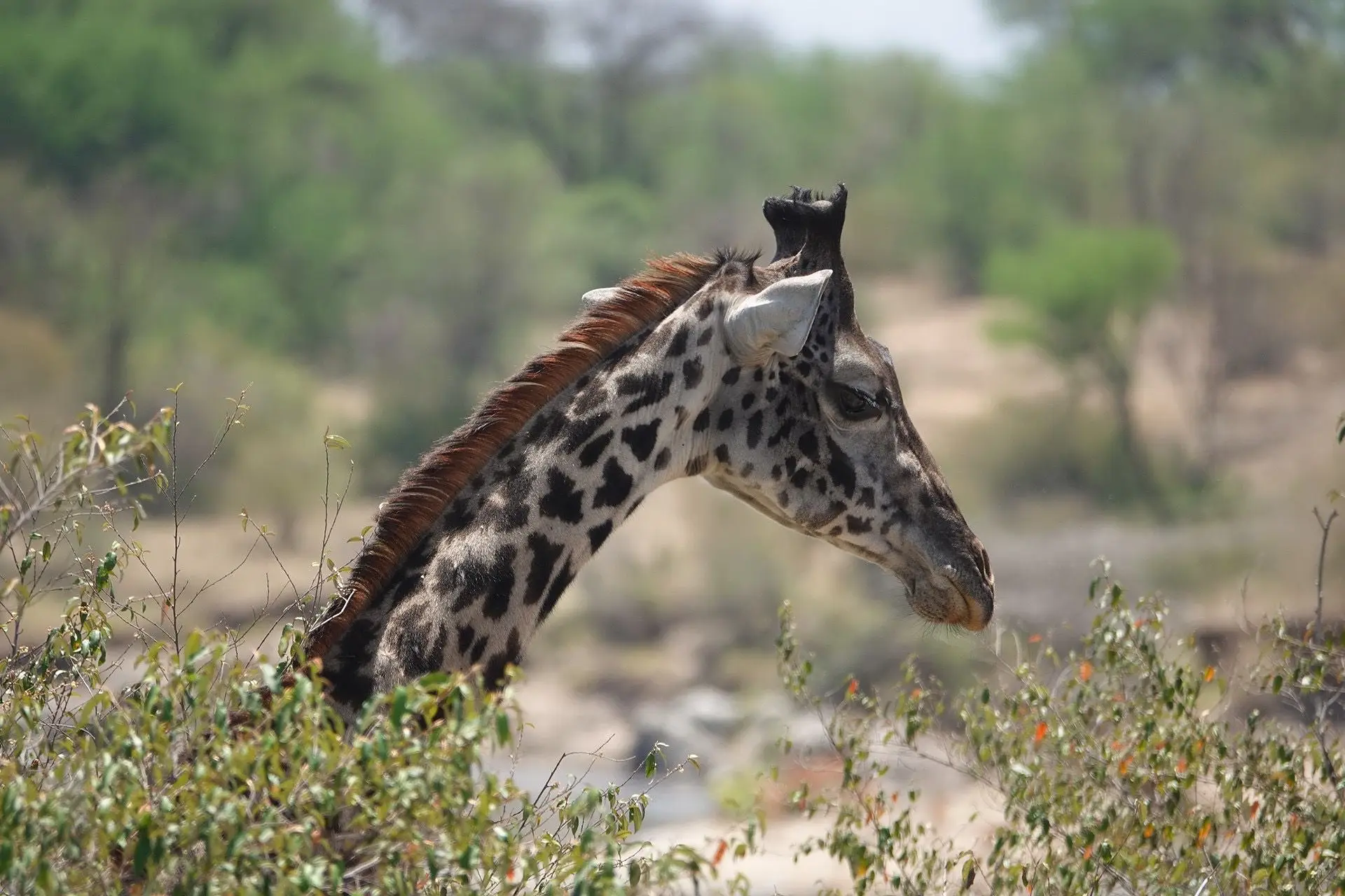 4 DAYS TANZANIA SAFARI
