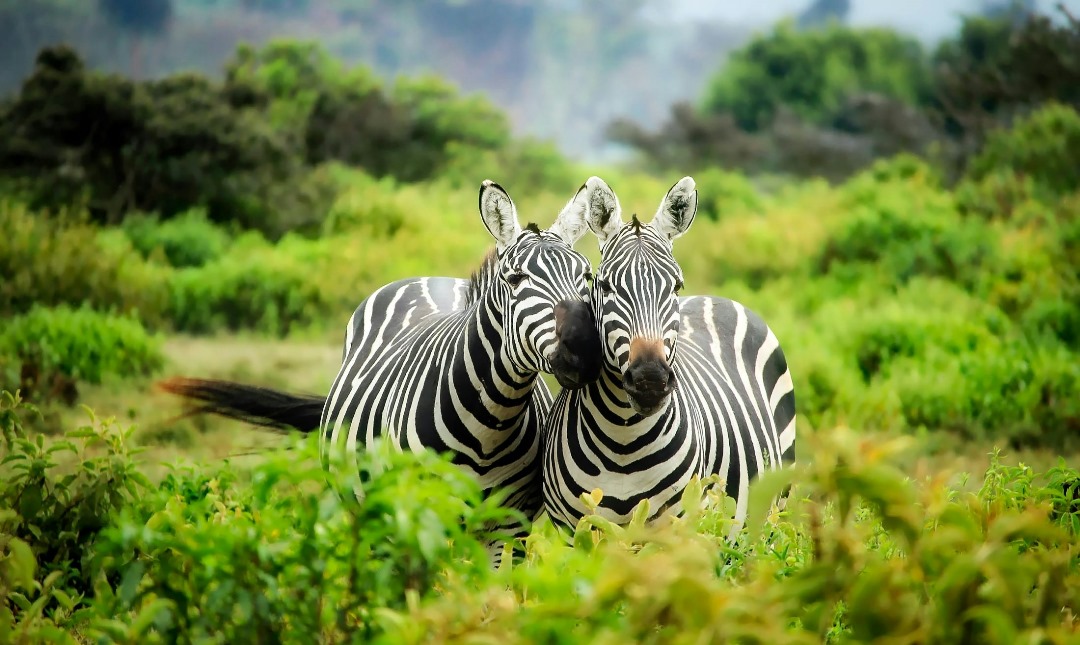 3-Day Private Midrange Serengeti & Ngorongoro Fly-in