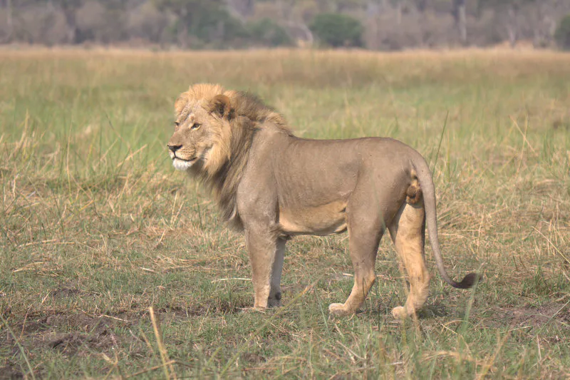 Moremi Game Reserve Full Day Trip