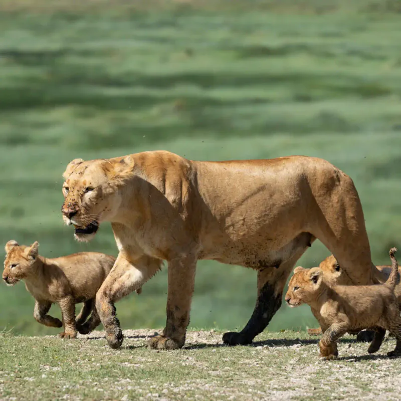 7 Days / 6 Nights Northern serengeti Fly-Out Tanzania Safari