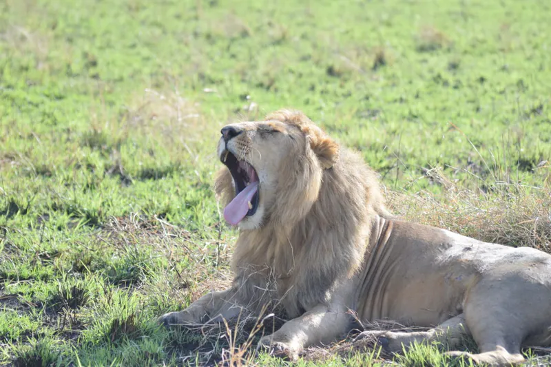 9 Days Explore South & Rift Valley Safari - Tsavo East - Tsavo West- Amboseli - Lake Naivasha - Lake Nakuru - Maasai Mara