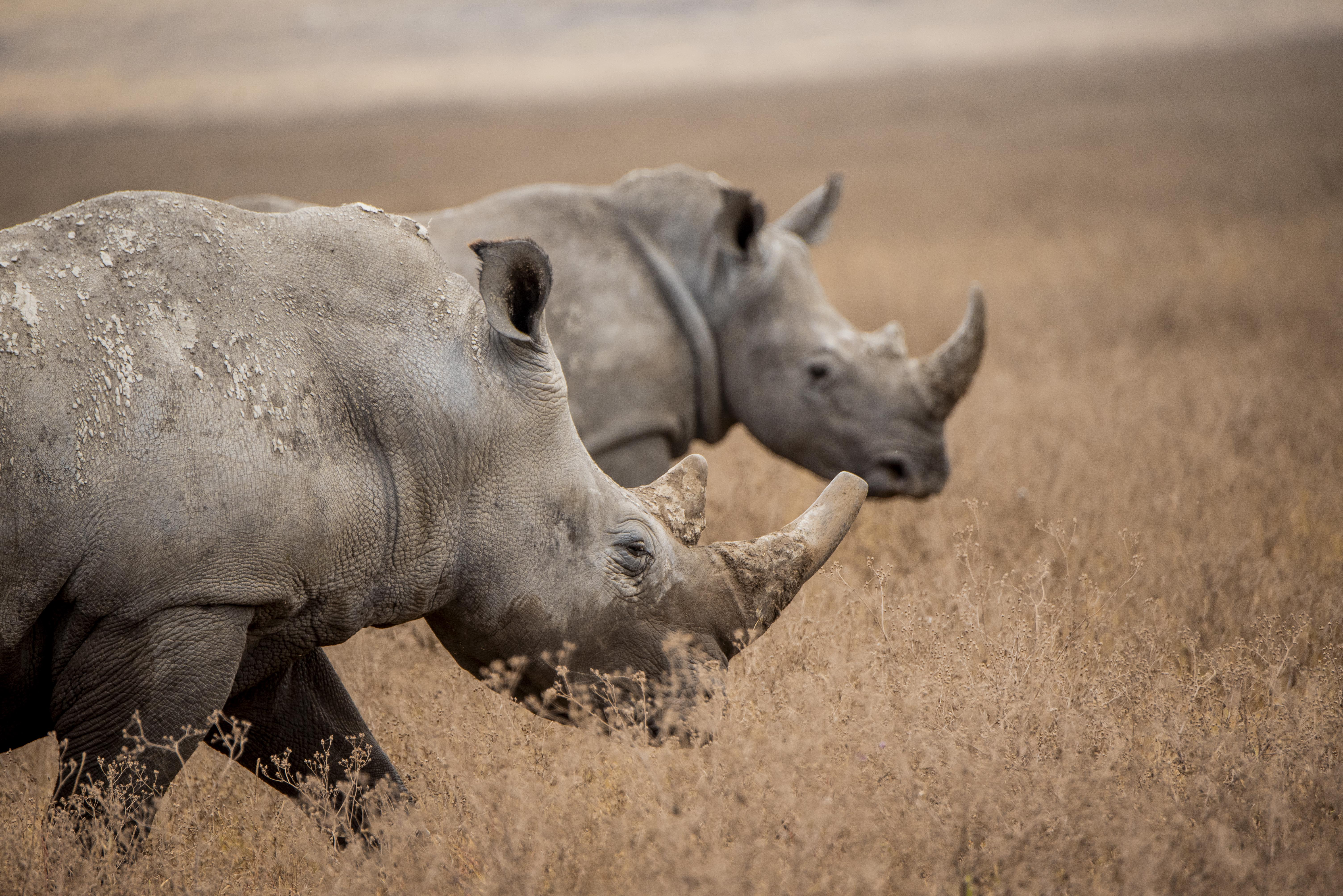 3 Day Amazing Tour to Serengeti National Park and Ngorongoro Crater