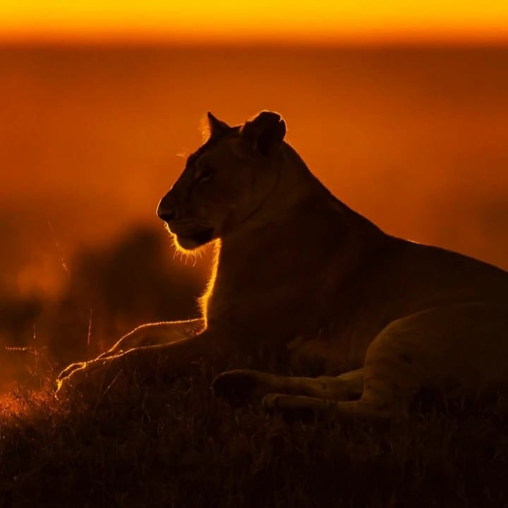 3-Day Amboseli Uhuru Peak Safari