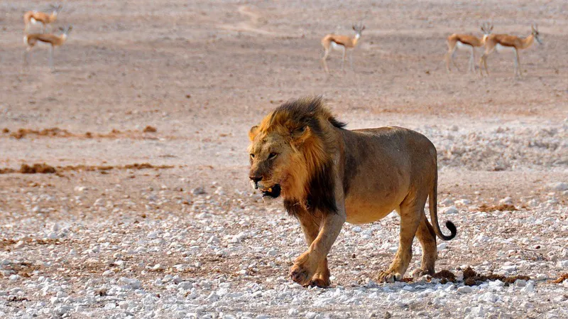 3-Day Etosha National Park (Lodging)