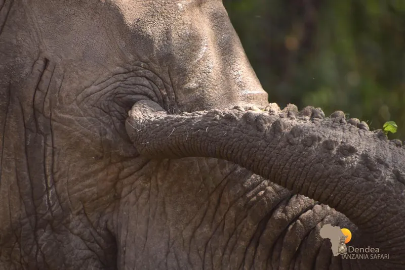 6-Day Amazing Wildlife Tanzania Safari Trip