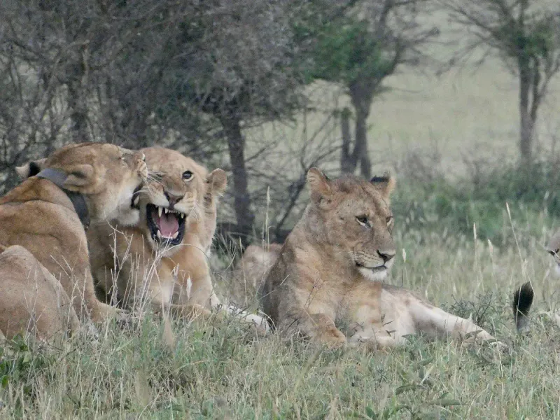 7-Day Serengeti Honeymoon & Balloon Safari – Great Migration Signature Experience