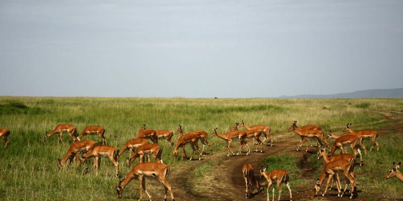 1日共享Safari游:从桑给巴尔飞往尼雷尔国家公园