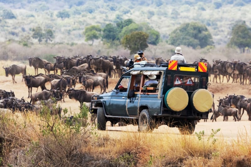4 Day: Maasai Mara and Lake Nakuru | Budget Safari