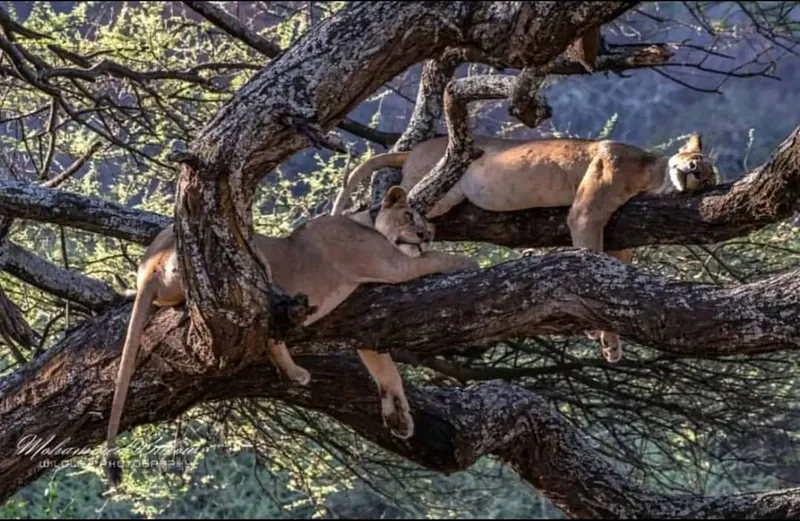 5-Day Safari Adventure