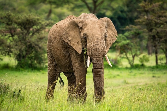 7-Day Mara, Nakuru, Naivasha and Amboseli Luxury Kenyan Safari