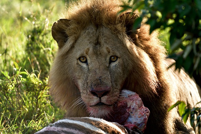 6 Day Mara, Nakuru, Amboseli Luxury Kenyan Safari