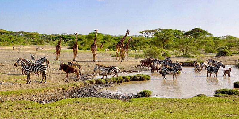 4 Day Beach to Bush, Fly in, Fly out Luxury Safari