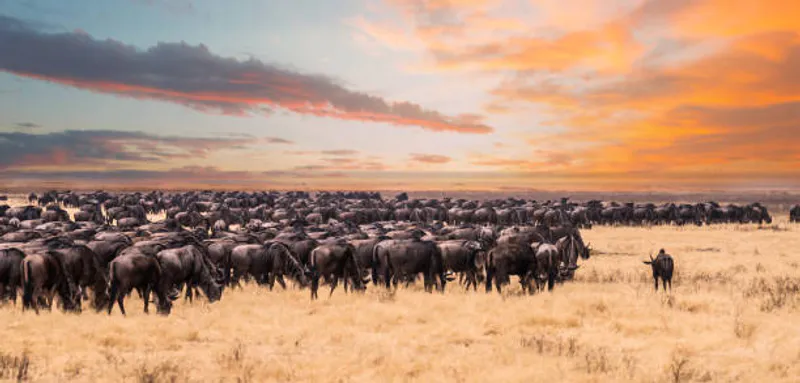 6 days 5 nights kenya safari