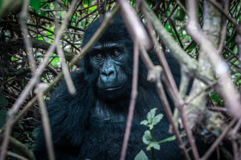3 Day Uganda Gorillas