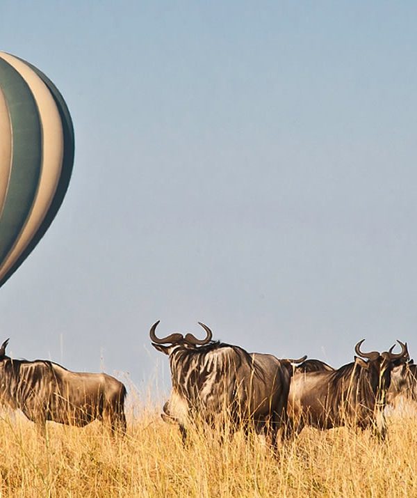 3-Day Thrilling Safari In Serengeti National Park