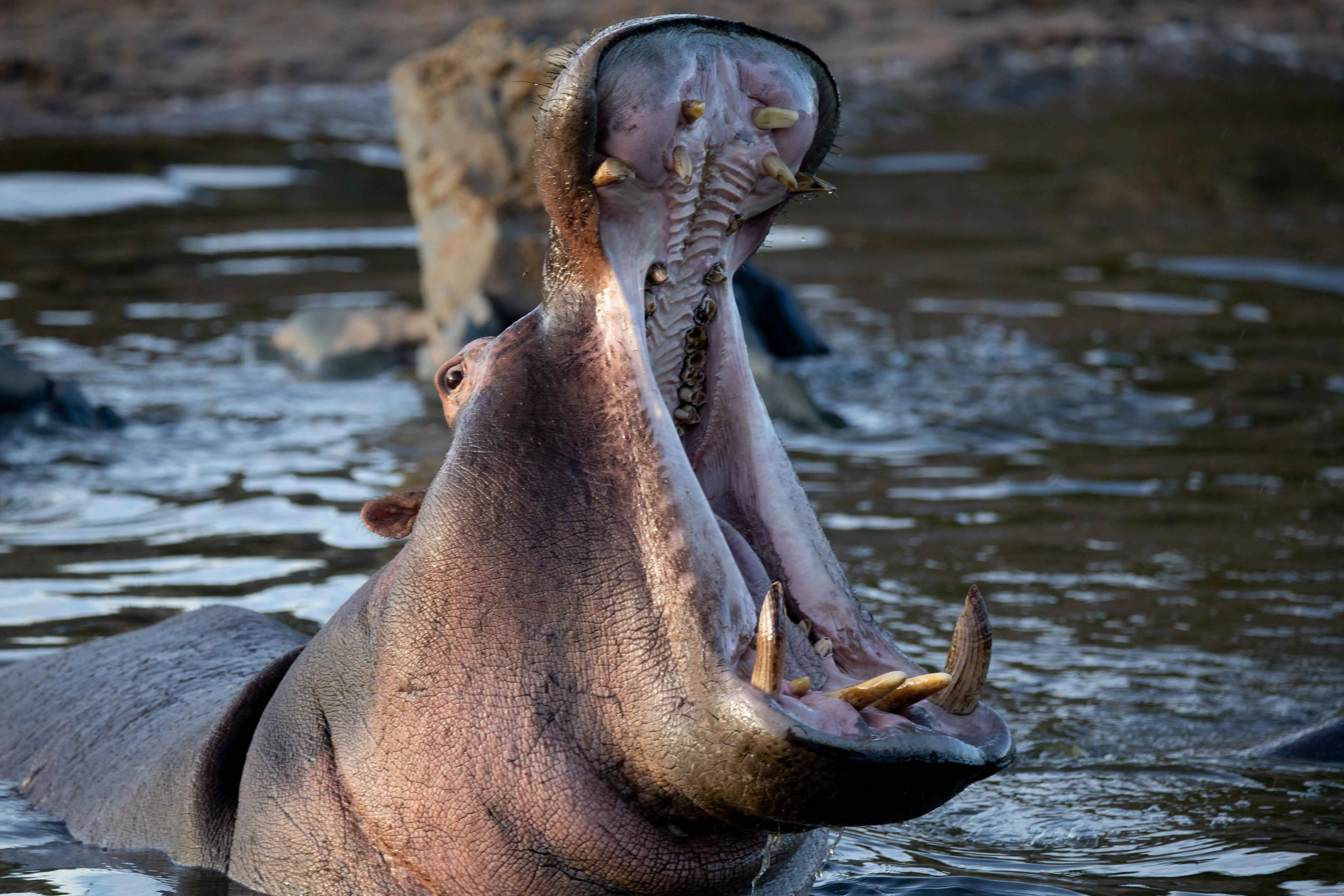 3 Days Tanzania Big 5 Budget Safari – Tarangire, Ngorongoro & Lake Manyara