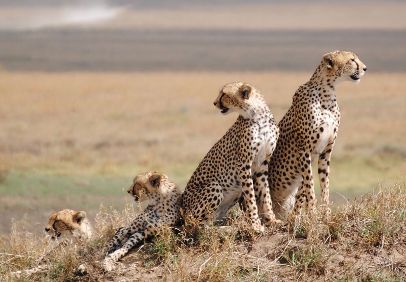 7 Days Migration Safari, Tarangire, Serengeti, Ndutu and Ngorongoro crater, Lake Manyara (Program for December to March)