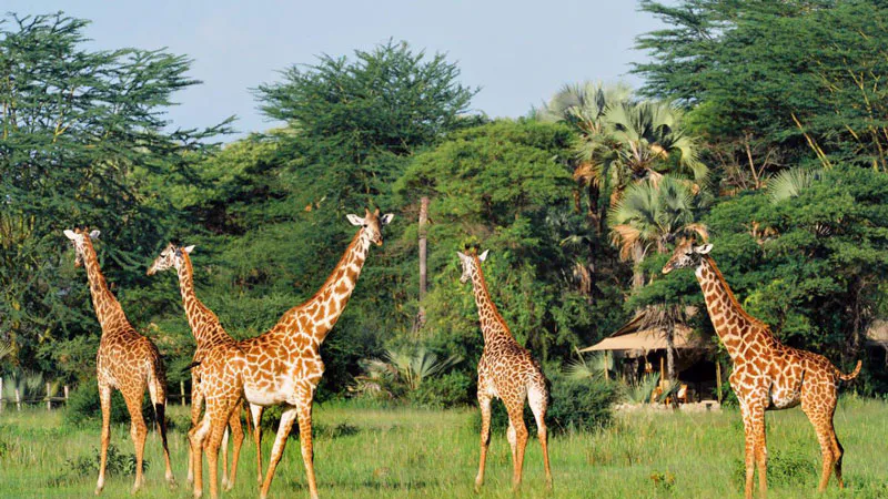 7 Days Best of Tanzania Safari