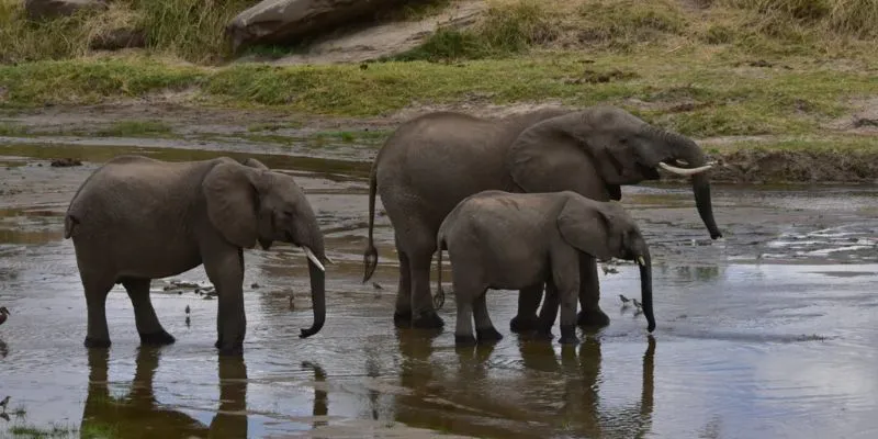 2-Day Tarangire & Ngorongoro Crater Safari