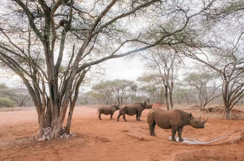 7 Day in Search of The Black Rhino