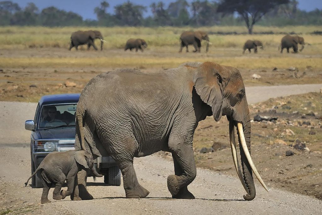 8-Day Mid-Luxury Ndutu Migration, December–April
