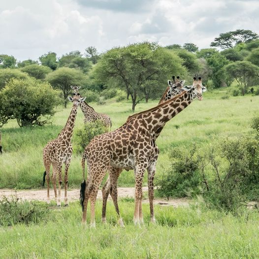 Arusha National Park Day Trip - African trek & travel - Safarigo