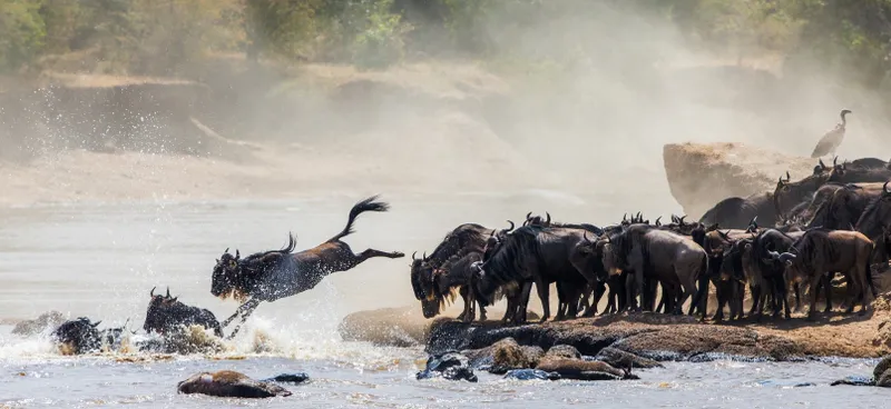 8 Days Tanzania Luxury Safari