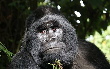 4 Day Gorilla Safari Experience in Uganda