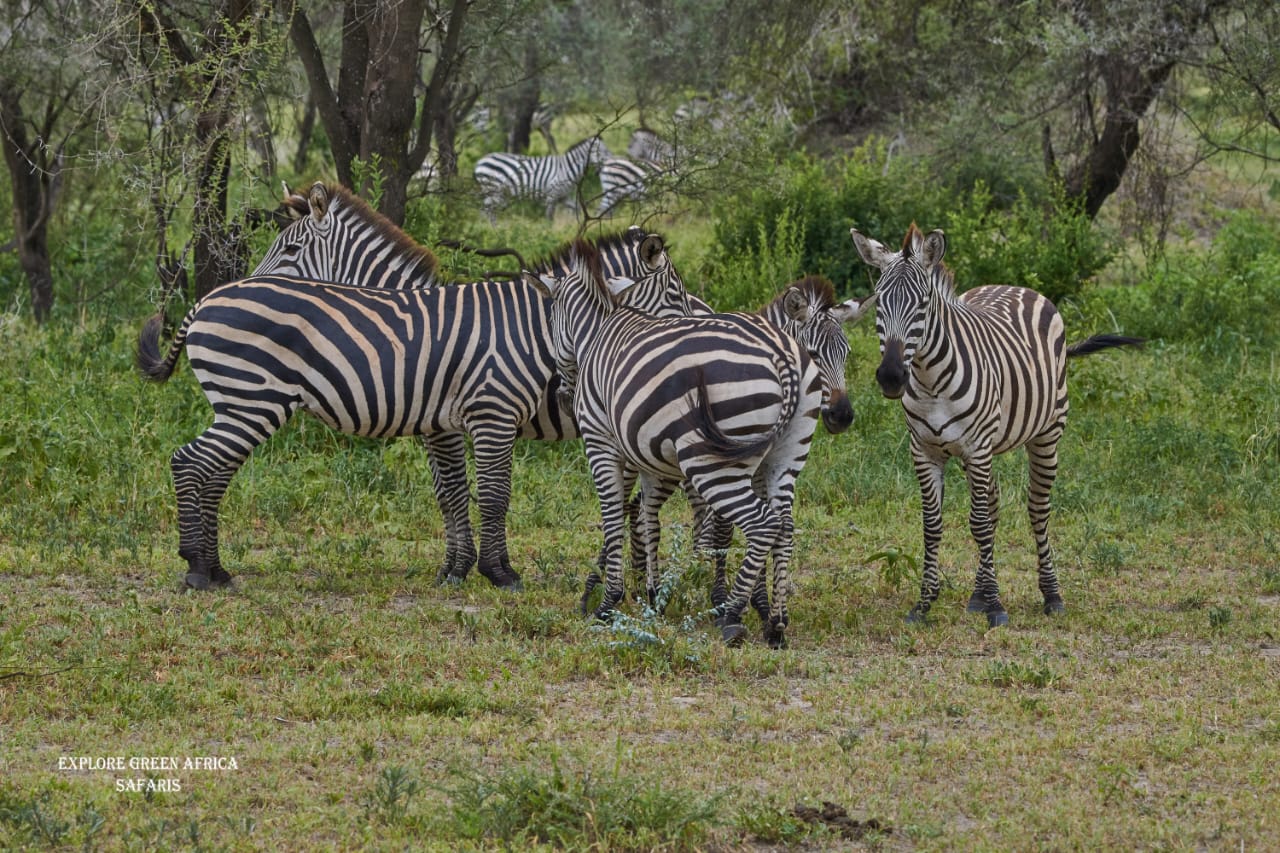 3-Days Tarangire, Manyara & Ngorongoro Crater