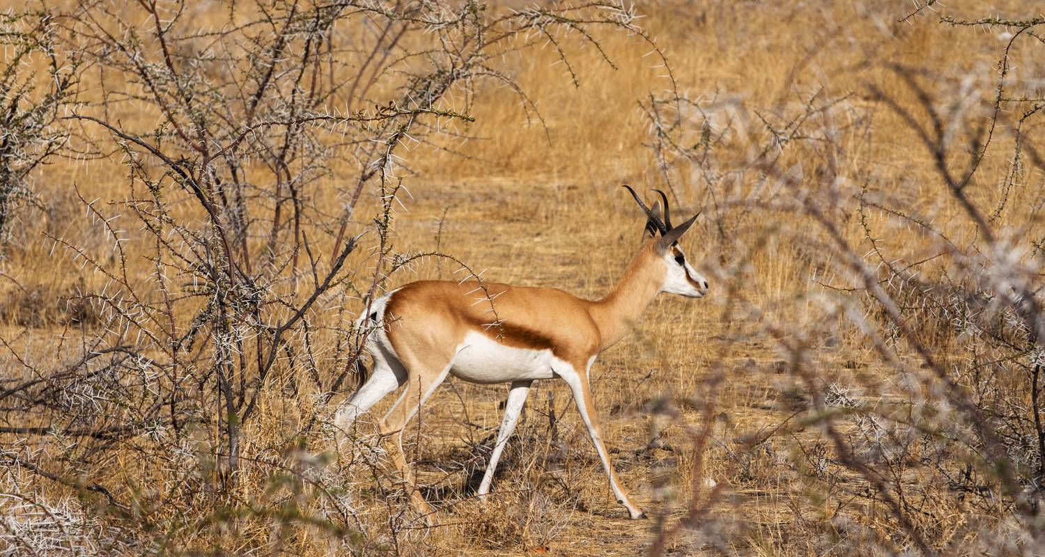 8-Day Classic Great Migration Safari: Tarangire, Serengeti, Mara River Crossing, Ngorongoro & Lake Manyara