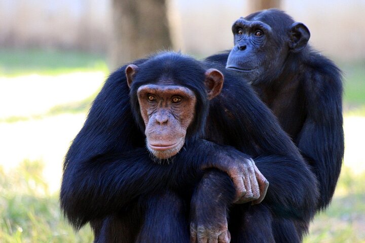 13-Day Uganda Wildlife and Gorilla Trekking Safari