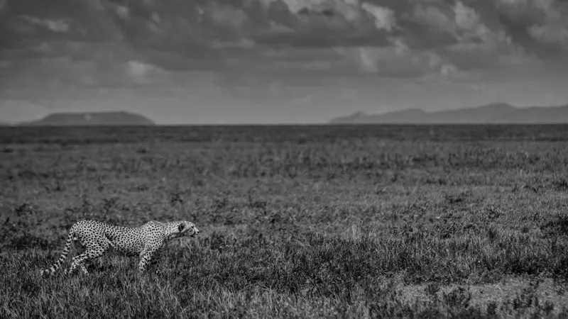 14-Days Best of Uganda - Kenya and Tanzania Safari