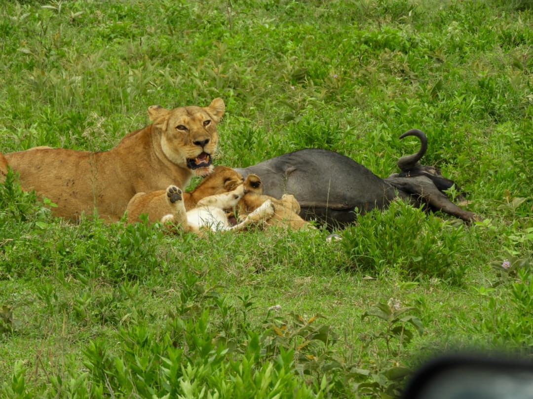 7 Days / 6 Nights Tanzania Group Budget Tour- Classic Safari & Cultural Discovery