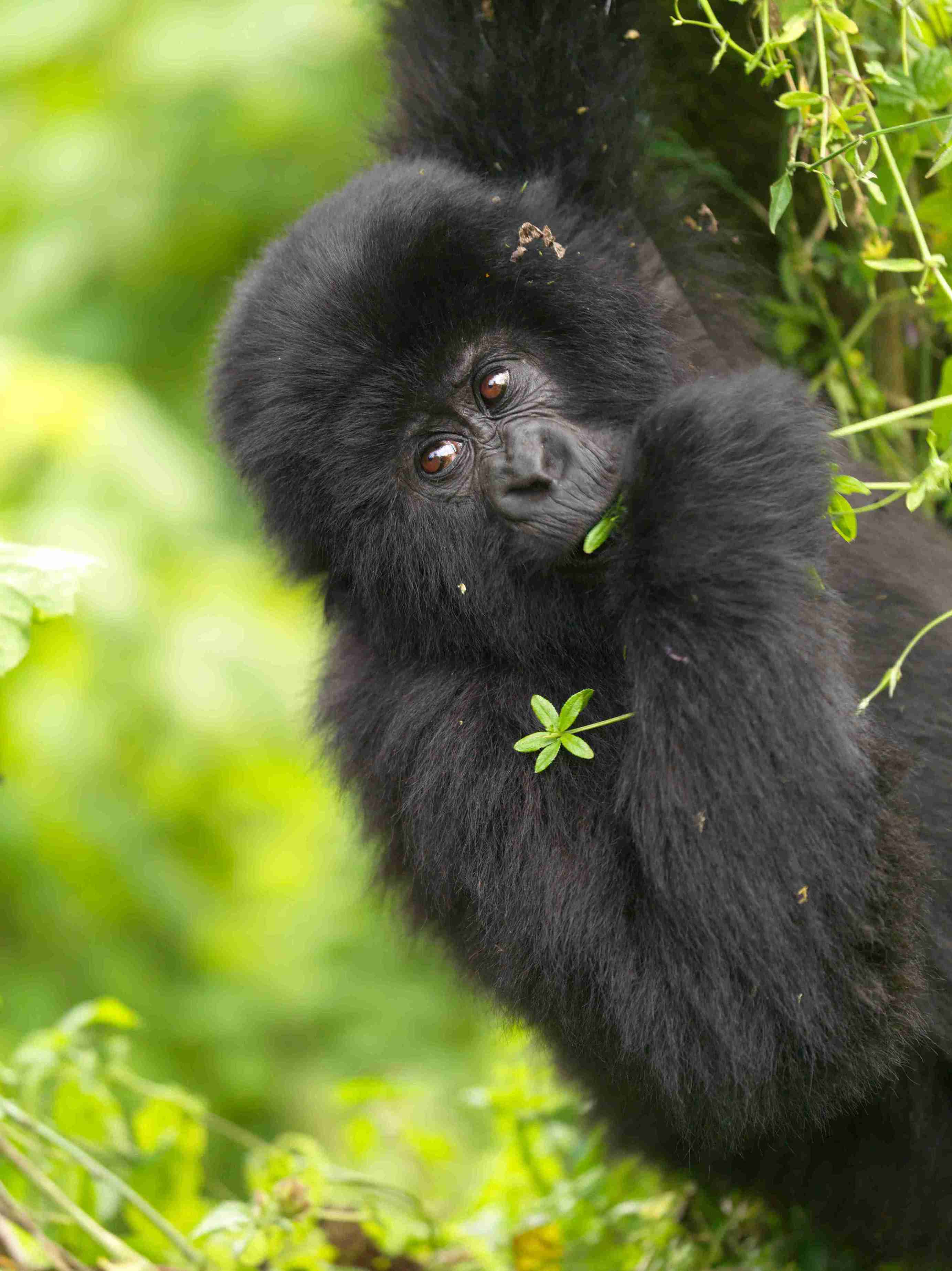 3-Day Rwanda's Ultimate Wildlife & Scenic Adventure - Kingfisher Journeys - Safarigo