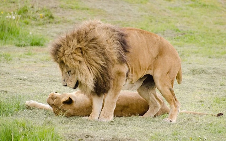 3 Days / 2 Nights Mid-Range Tanzania Safari Itinerary